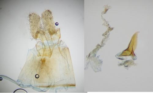 Syndemis musculana
